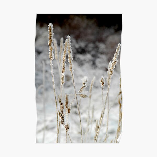 Frosty Morning Poster
