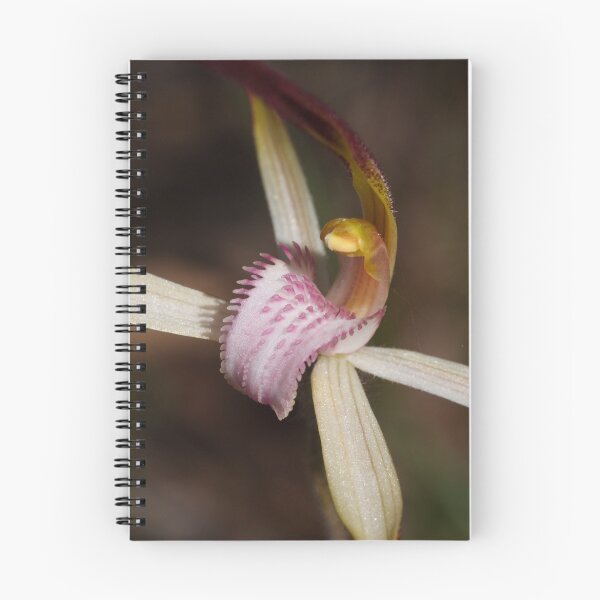 Item preview, Candy Spider Orchid - Arachnorchis versicolor designed and sold by Paul Piko.