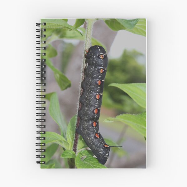 Item preview, Hawk moth caterpillar designed and sold by robmac.