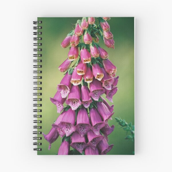 Aperçu de l'œuvre Foxglove créée et vendue par Bente Agerup.