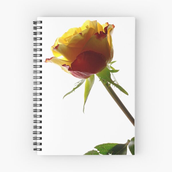 Item preview, Rose - Impressions # 1 designed and sold by Ronny Falkenstein.