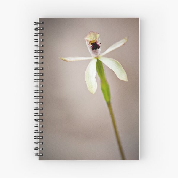Item preview, Caladenia iridescens - Bronze caladenia designed and sold by Malcolm Garth.