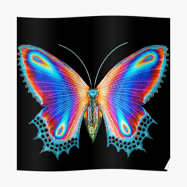 Multicolor Butterfly Poster