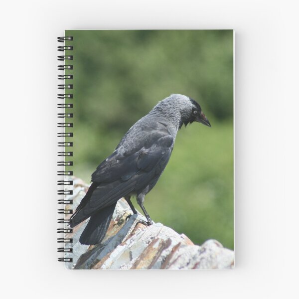 Item preview, Jackdaw at Boscastle designed and sold by Joanne Emery.