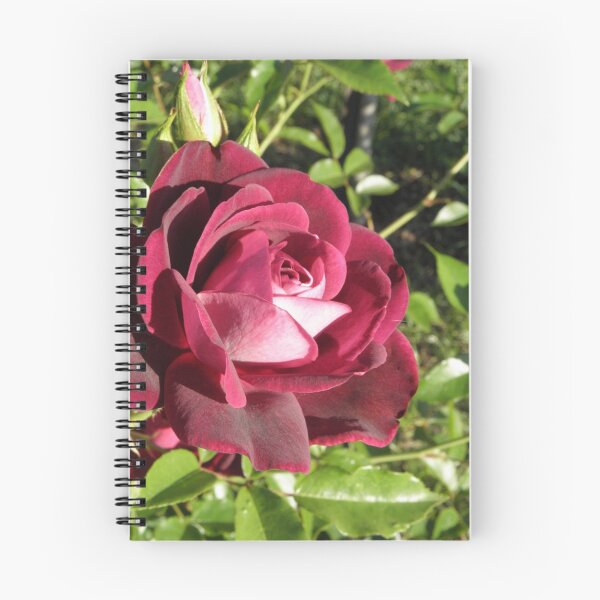Item preview, Renmark Rose 5 designed and sold by Paul Campbell  Photography.