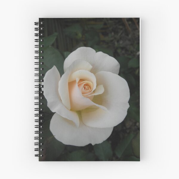 Item preview, Renmark Rose 6 designed and sold by Paul Campbell  Photography.