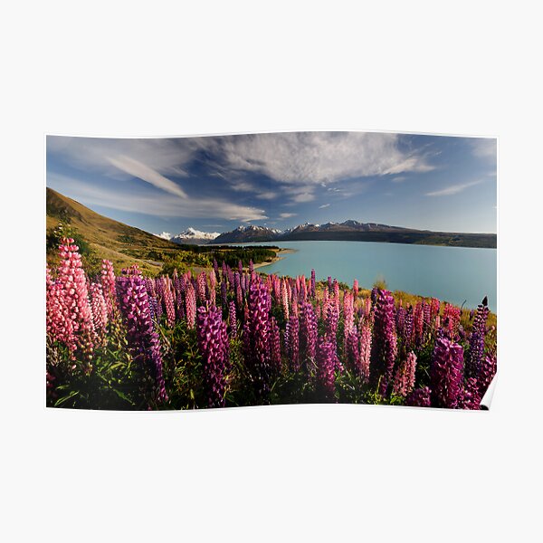 Pukaki Postcard Poster