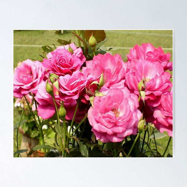 Item preview, Beauty of Rose Flower designed and sold by SamirArt.