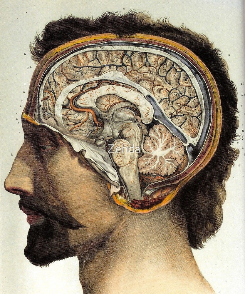 Look Inside My Brain Anatomical Brain By Zehda Redbubble