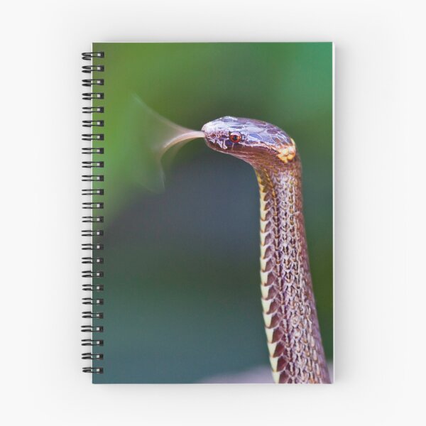 Item preview, Dwarf Crowned Snake (Cacophis krefftii) designed and sold by Normf.