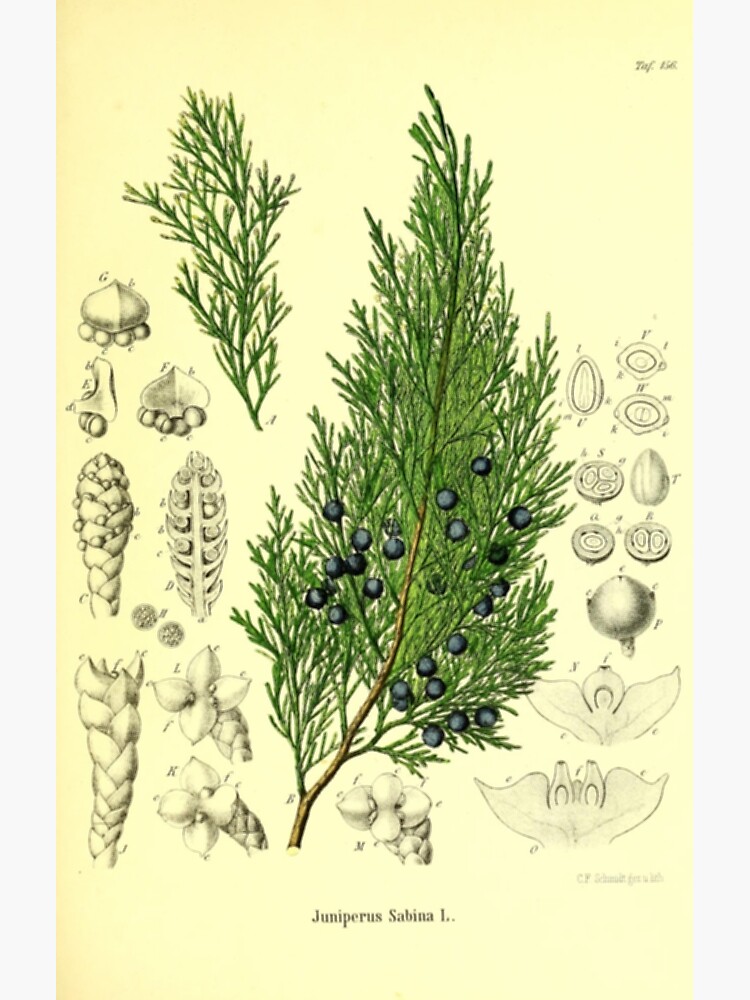 "Botanical Juniper" Art Print by bluespecsstudio Redbubble