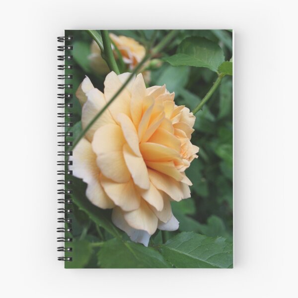 Item preview, Peach Rose designed and sold by KMorral.