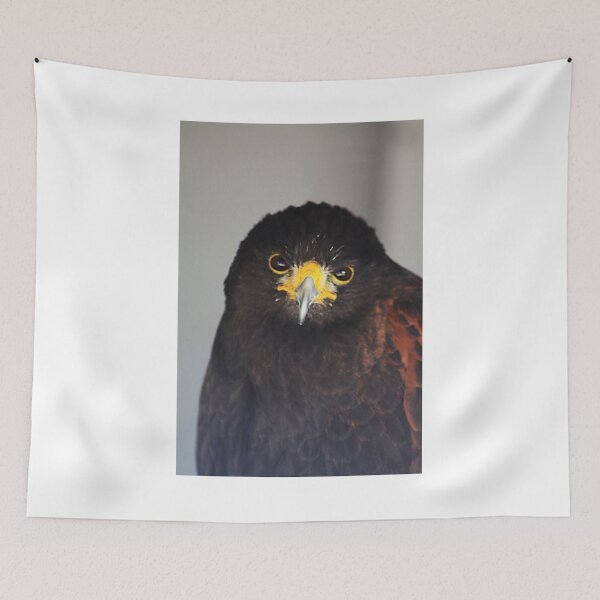 Item preview, Juvenile Harris Hawk designed and sold by Alyce Taylor.