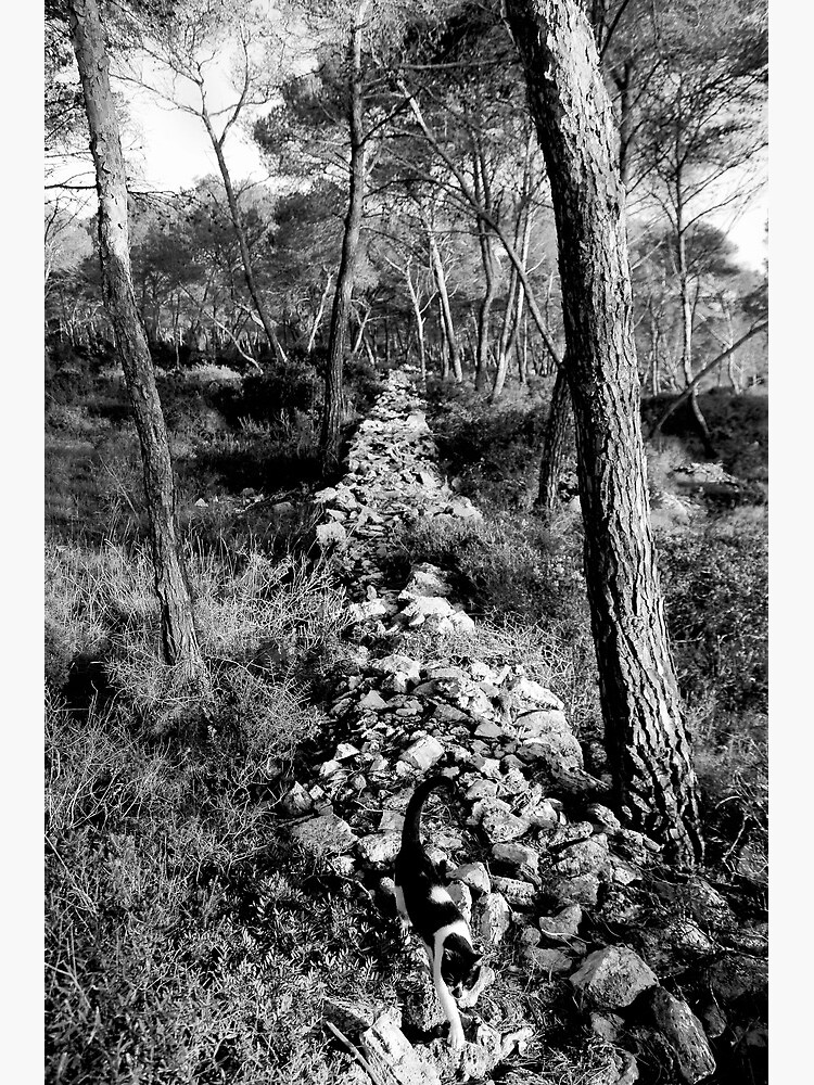 Free Forest by rogues70