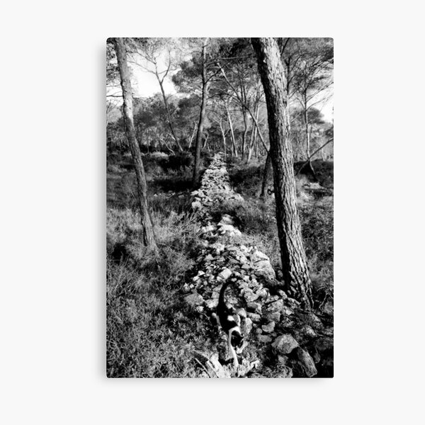 Free Forest Canvas Print