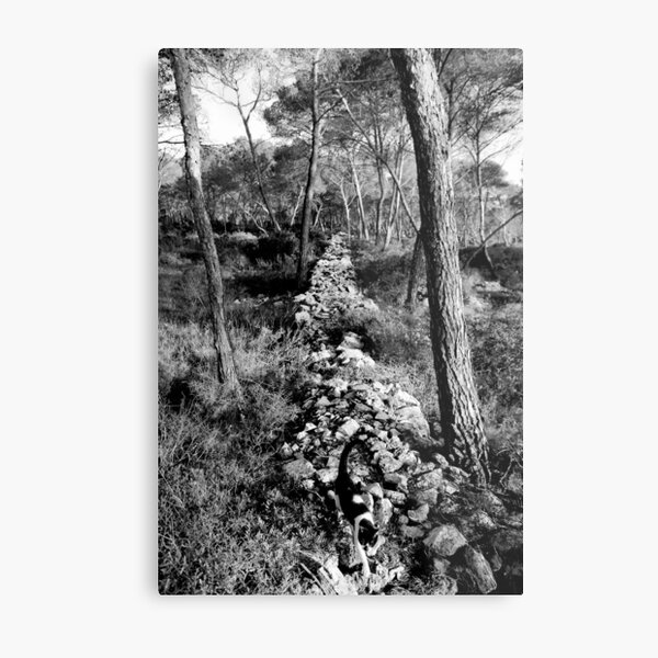 Free Forest Metal Print