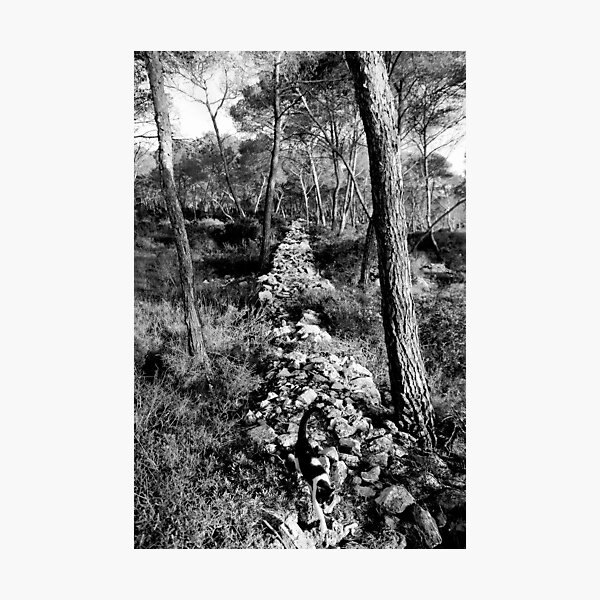 Free Forest Photographic Print