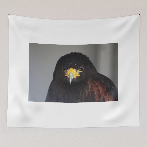 Item preview, Juvenile Harris Hawk designed and sold by Alyce Taylor.