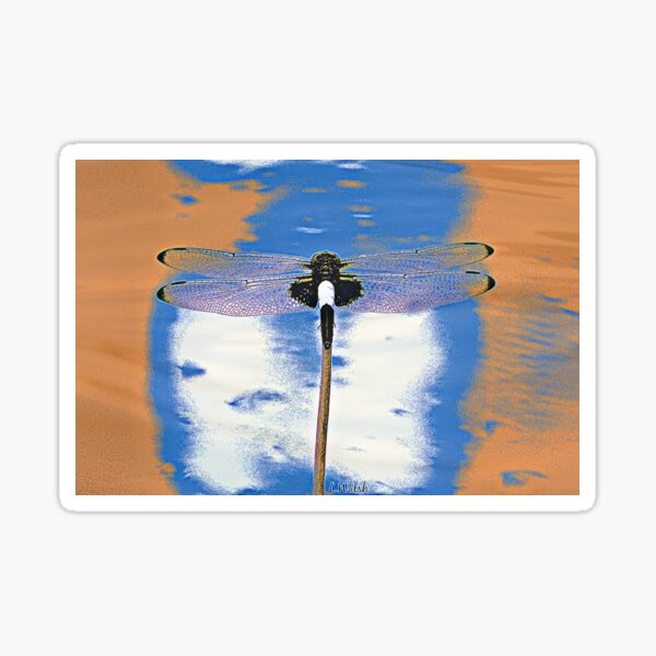 Digitally Enhanced Pied Skimmer Dragonfly Sticker