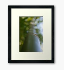 Bamboo up Framed Print