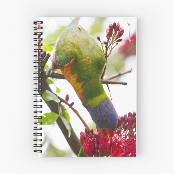 Item preview, Rainbow lorikeet drinking nectar designed and sold by Adriano Carrideo.