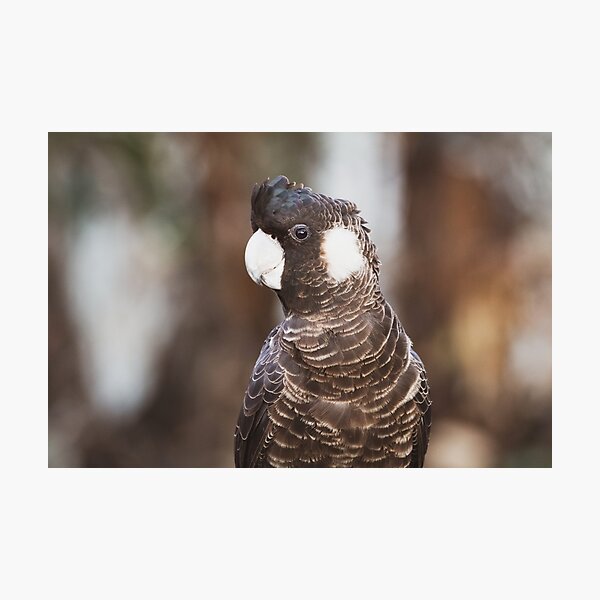 Female Carnaby's Black Cockatoo in Moora Photographic Print