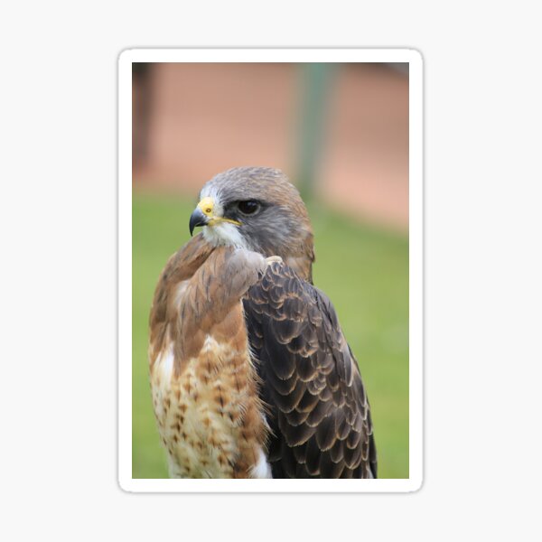 Swainsons Hawk Sticker