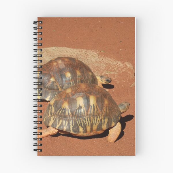 Item preview, Tortotise by 2 designed and sold by Bluebelly.