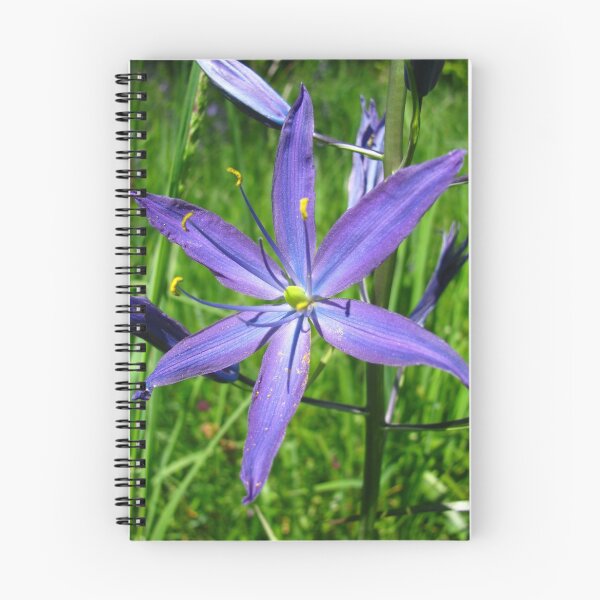 Item preview, Camas in Beacon Hill designed and sold by clester.