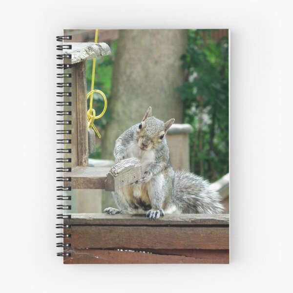 Item preview, Squirrel 9 - have you seen my nuts? designed and sold by Pete’s Digital Canvas.