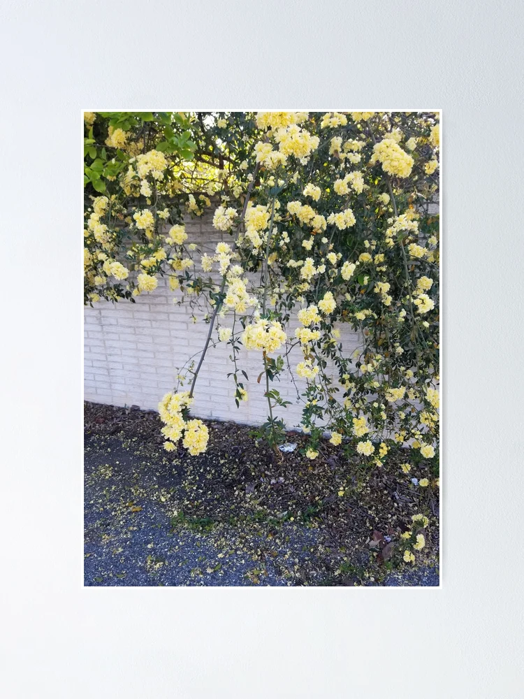 Thumbnail 1 of 3, Poster, Yellow Roses designed and sold by 1437.