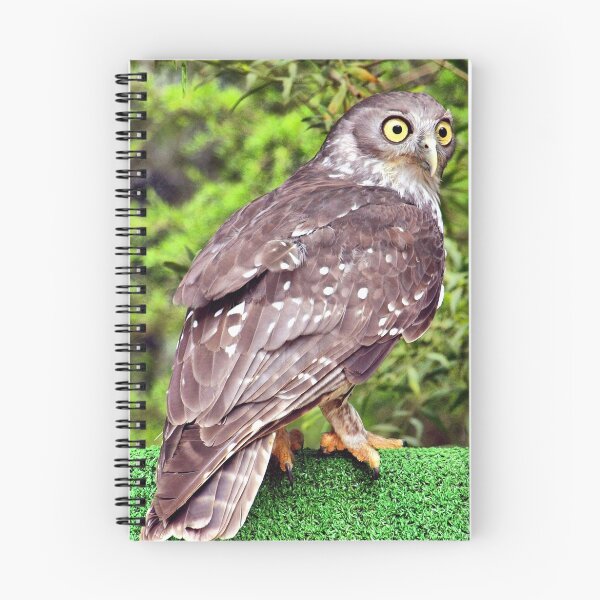 Item preview, Barking Owl _(Ninox connivens)_ designed and sold by Clive.