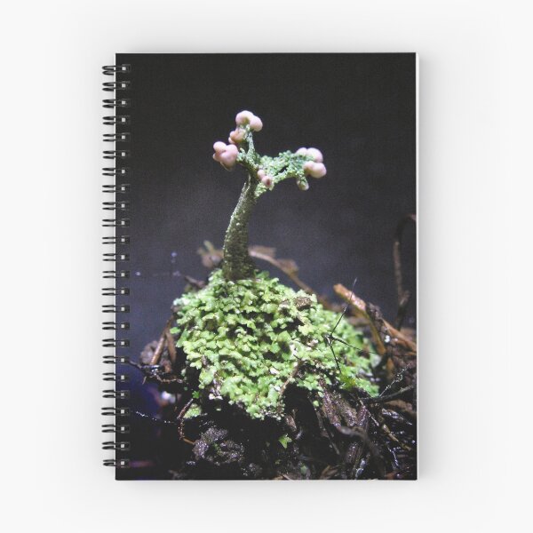 Item preview, UNK Cladonia Species designed and sold by Carla Wick/Jandelle Petters.