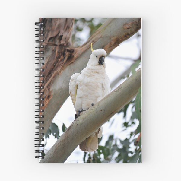 Artikelvorschau, Sulphur Crested Cockatoo In Our Back Yard. Brisbane, Queensland, Australia entworfen und verkauft von Ralph de Zilva.