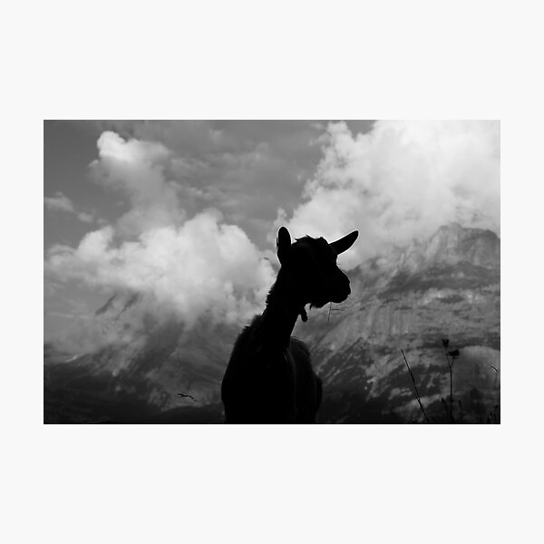 Grindy Goat Photographic Print