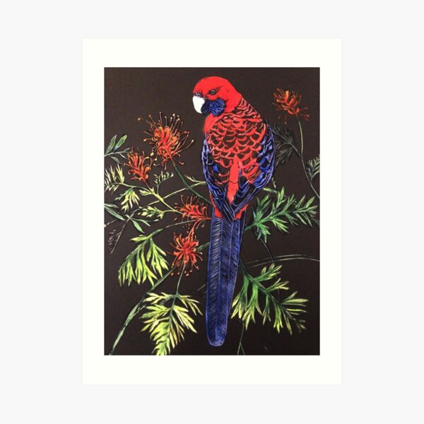 Crimson Rosella Art Print