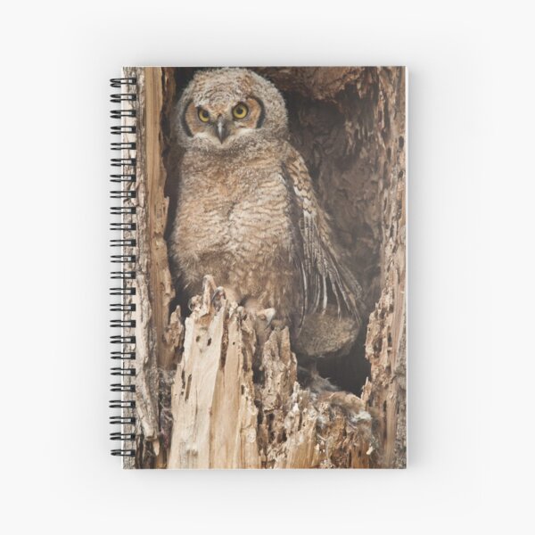 Baby Great Horned Owl Spiral Notebook