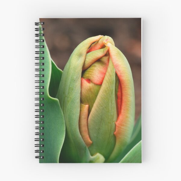 Item preview, Tulip 'Double Focus' designed and sold by Dency Kane.