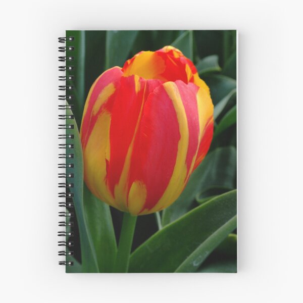 Item preview, Red and Yellow Tulip designed and sold by Charles Kosina.