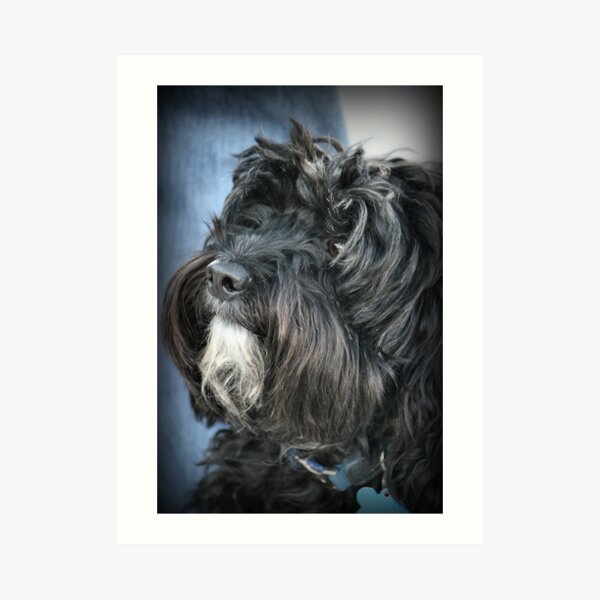 Cockapoo Art Print