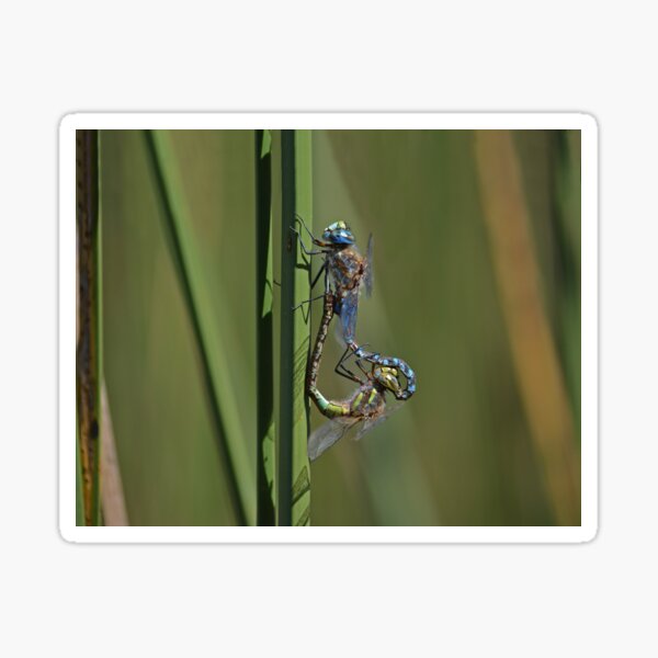 Item preview, dragonflies Chile designed and sold by Schoensl.