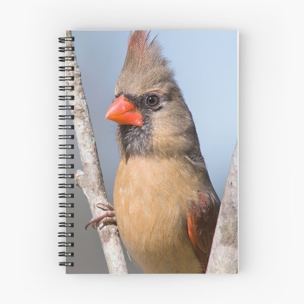 Item preview, Female Northern Cardinal in Fork of Tree designed and sold by Bonnie T.  Barry.