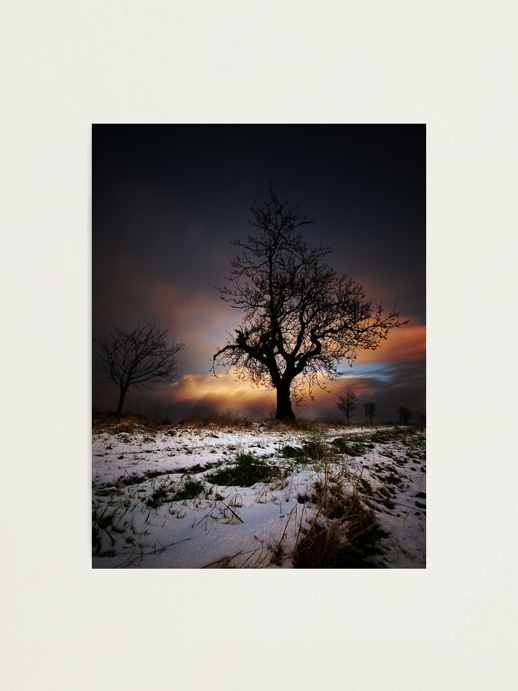 Alternate view of Christmas Trees Photographic Print