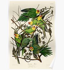 Carolina Parrot Audubon Birds of America Poster