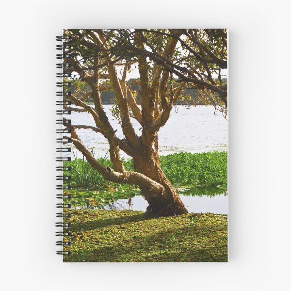 Item preview, Lake Ainsworth Paperbark designed and sold by Odille Esmonde-Morgan.