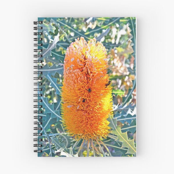 Item preview,  Banksia ashbyi flower designed and sold by Cloudlingpics.