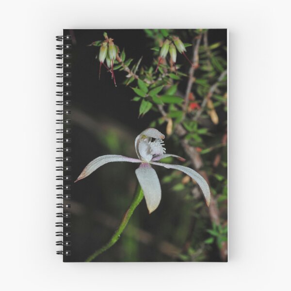 Item preview, Caladenia ustulata designed and sold by Colin12.