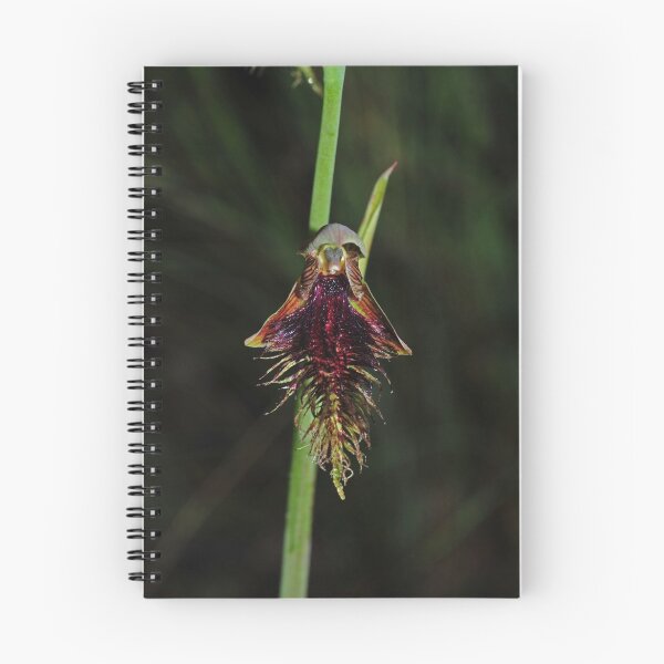 Item preview, Calochilus therophilus designed and sold by Colin12.