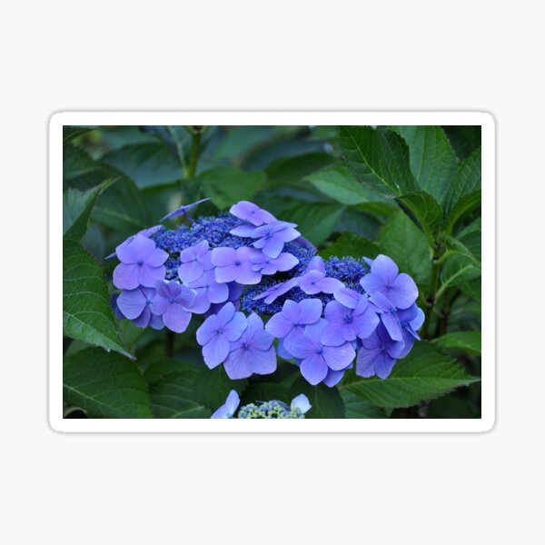 Item preview, hortensia hydrangea Chile designed and sold by Schoensl.