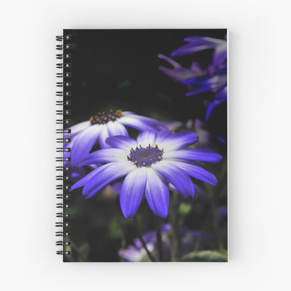 Item preview, Osteospermum designed and sold by Richard Ion.